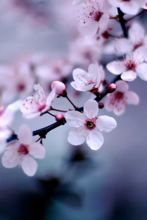 Cherry Blossom Wallpaper 