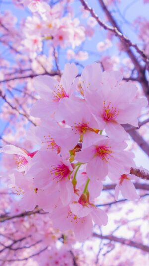 Cherry Blossom Wallpaper