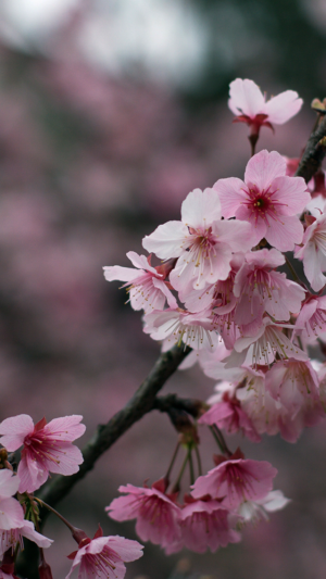 HD Cherry Blossom Wallpaper 