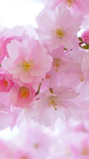 Cherry Blossom Background 