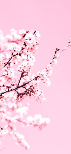 Cherry Blossom Background 