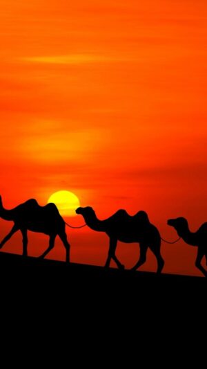 Camel Wallpaper