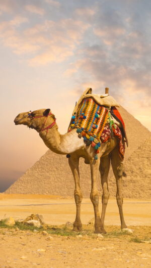 4K Camel Wallpaper