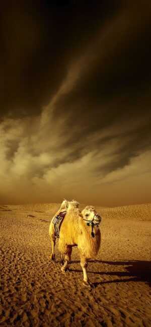 4K Camel Wallpaper