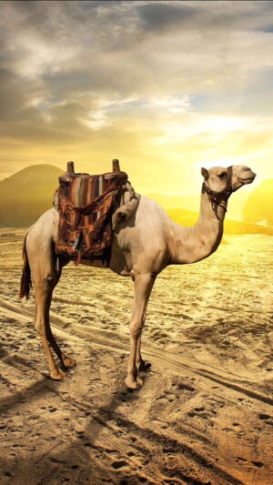 HD Camel Wallpaper