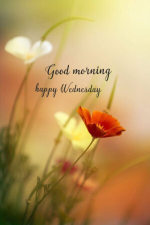 Wednesday Wallpaper