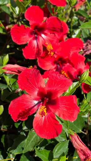 Hibiscus Flower Background