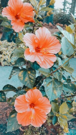 Hibiscus Flower Wallpaper