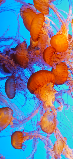 HD Jellyfish Wallpaper