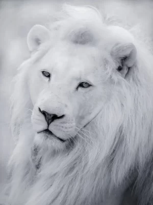 Lion Wallpaper