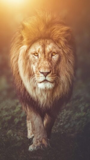 Lion Wallpaper