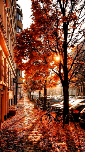 HD Autumn Wallpaper