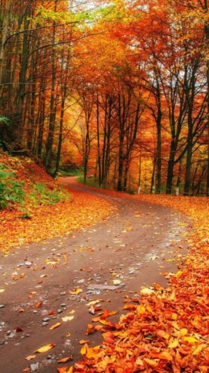 Autumn Wallpaper
