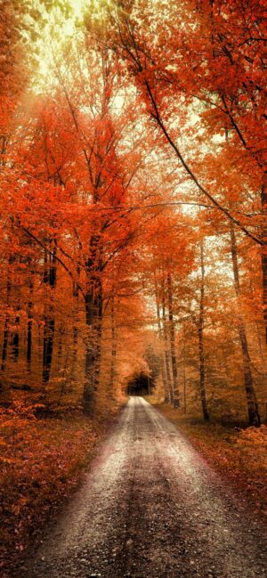 4K Autumn Wallpaper