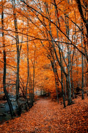 HD Autumn Wallpaper