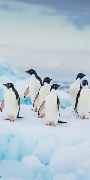 HD Penguins Wallpaper