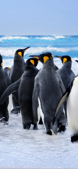 Penguins Wallpaper 
