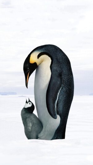 Penguins Background 