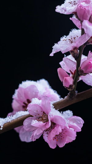 Cherry Blossom Wallpaper 
