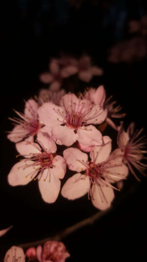 Cherry Blossom Wallpaper 