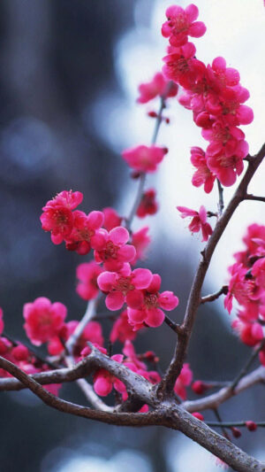 Cherry Blossom Wallpaper 
