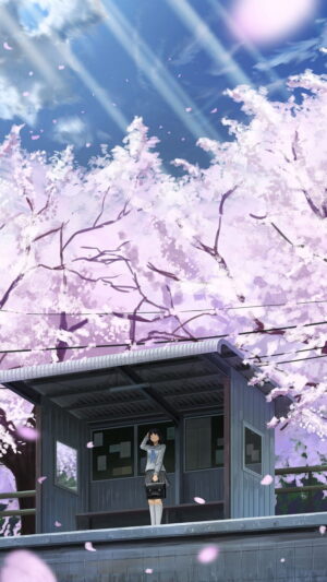 4K Cherry Blossom Wallpaper 
