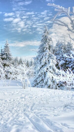 Winter Background