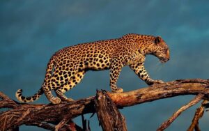 Desktop Leopard Wallpaper