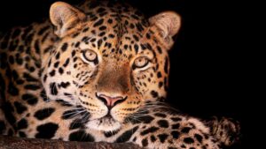 Desktop Leopard Wallpaper