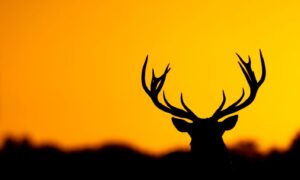 Desktop Deer Wallpaper