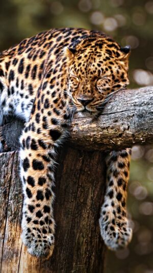 4K Leopard Wallpaper