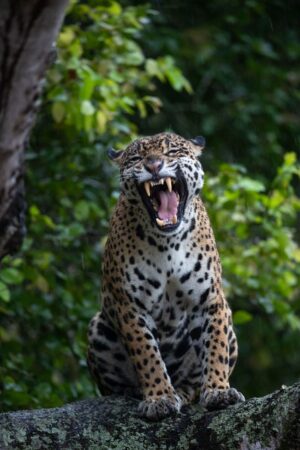 Leopard Wallpaper