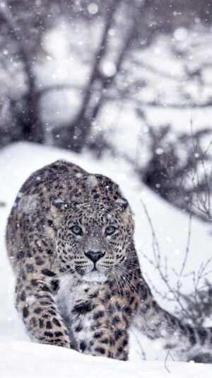Leopard Wallpaper