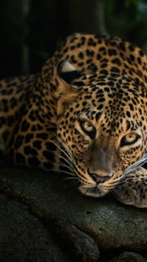 Leopard Wallpaper