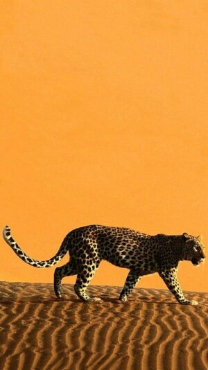 Leopard Wallpaper