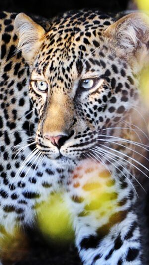 Leopard Background