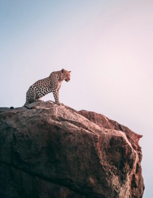 4K Leopard Wallpaper
