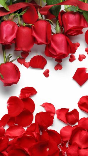 HD Rose Wallpaper