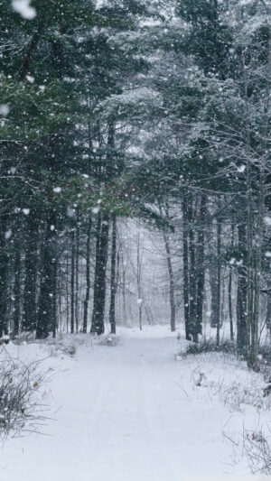 Snow Day Background