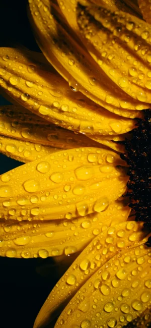 HD Yellow Wallpaper