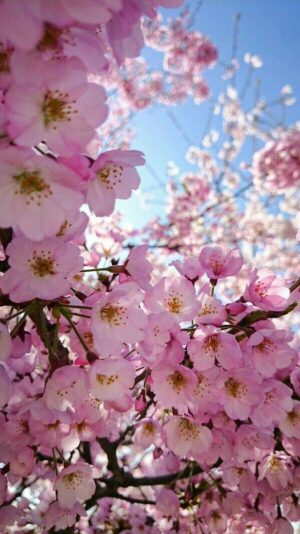 Cherry Blossom Wallpaper