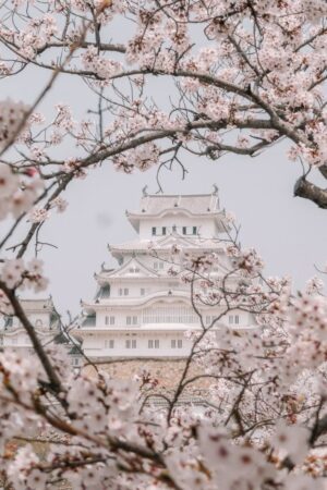 Cherry Blossom Wallpaper