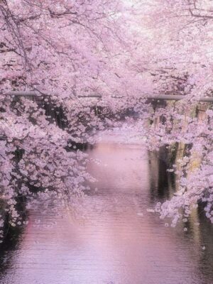 Cherry Blossom Wallpaper