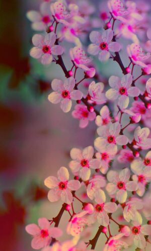 Cherry Blossom Wallpaper