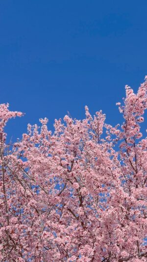 Cherry Blossom Wallpaper