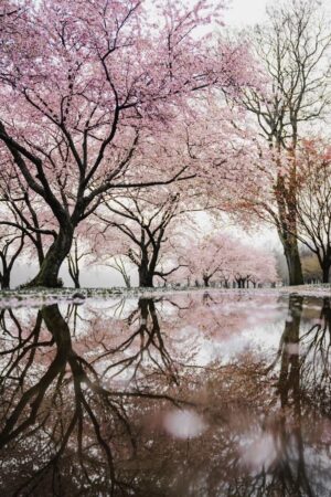 Cherry Blossom Wallpaper
