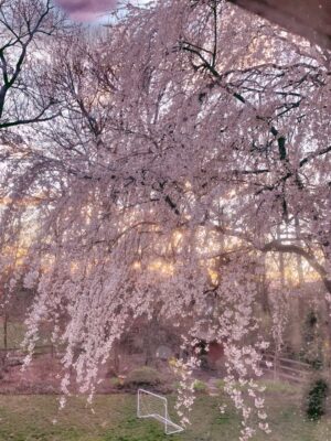 Cherry Blossom Background 