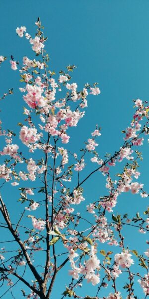 4K Cherry Blossom Wallpaper