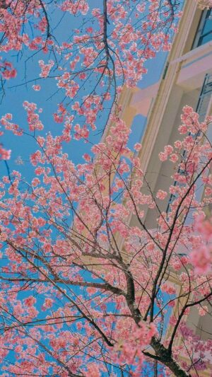 4K Cherry Blossom Wallpaper