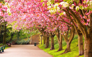 Desktop Cherry Blossom Wallpaper